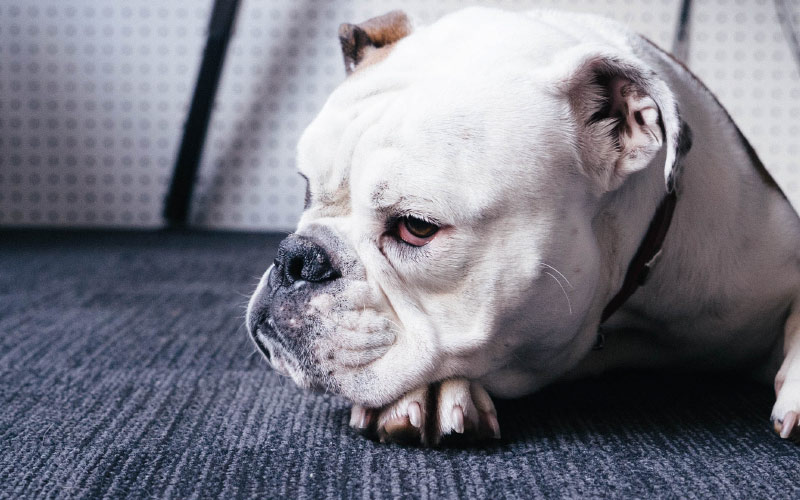 How you can benefit from Pet Insurance
